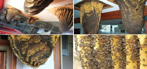 موزه زنبورها در پیالس دل هیو