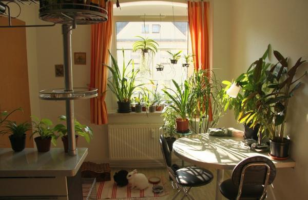 برترین گیاهان خانگی براساس نور خانه شما