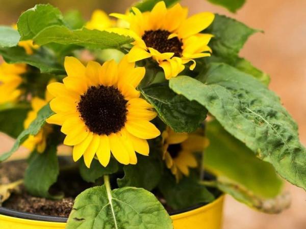 13 نکته مهم راهنمای پرورش گل آفتابگردان و نگهداری در گلدان و باغچه