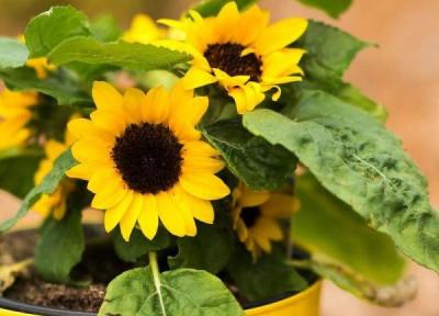 13 نکته مهم راهنمای پرورش گل آفتابگردان و نگهداری در گلدان و باغچه