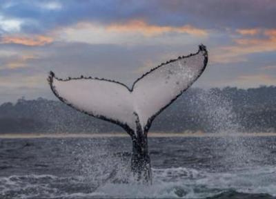 چرا مغز نهنگ ها هنگام غواصی متلاشی نمی گردد؟ یک توجیه آناتومیک